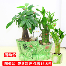 绿植小盆栽 节节高 富贵竹发财树办公室内桌面水培植物易存活花卉