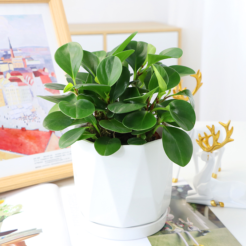 轮叶豆瓣绿盆栽室内客厅净化空气吸二手烟青叶碧玉水培植物花卉苗