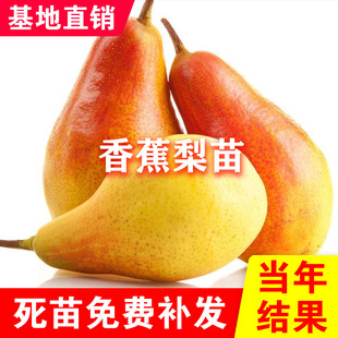 太婆梨树苗嫁接香蕉梨苗巴梨特大盆栽地栽果树苗南方北方庭院种植