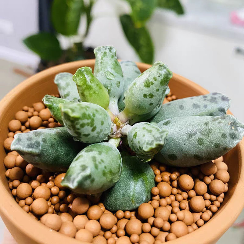 水泡多肉合集新手肉肉新手超萌控养精品海豹梅花鹿肉肉植物花卉