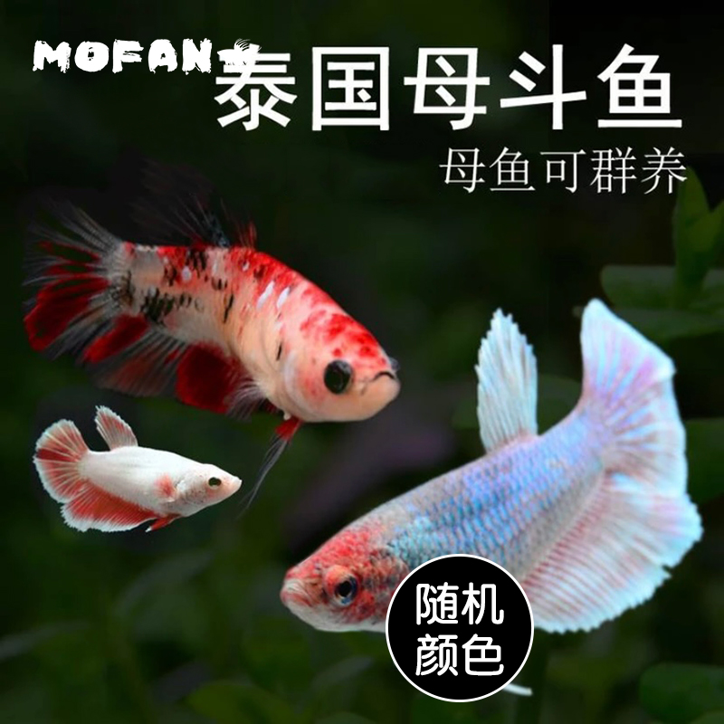 【免打氧过滤】可混养泰国斗鱼浅色糖果半月将军母小型热带观赏鱼