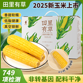 田里有草甜糯玉米礼盒10支装 真空袋装 香甜软糯玉米棒低脂早餐送礼