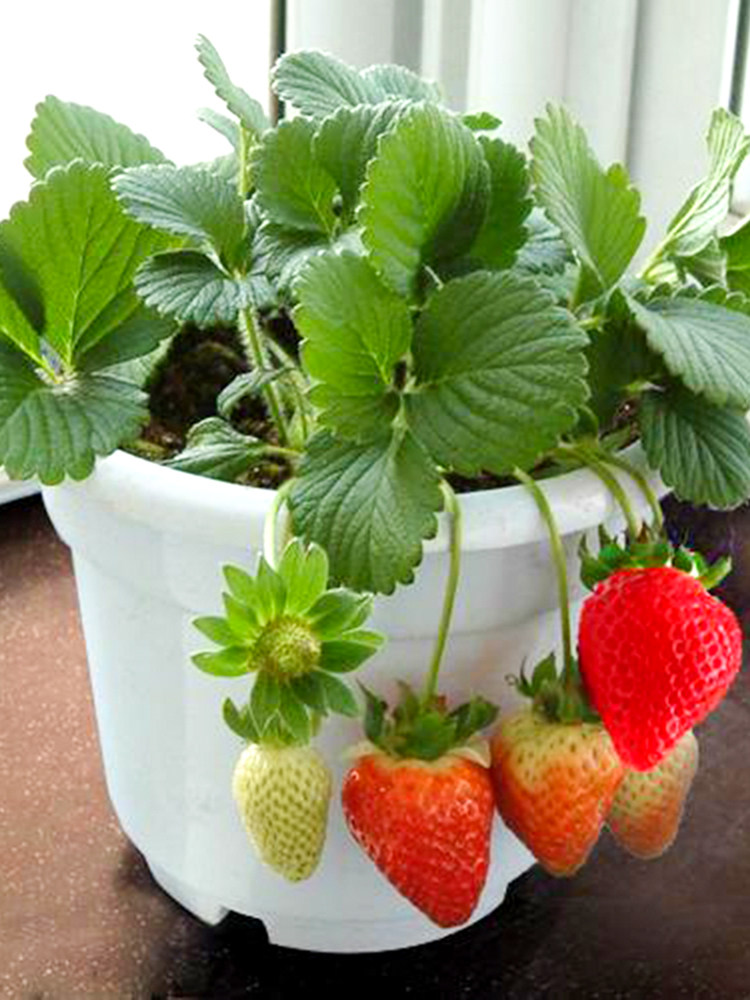 Strawberry Four seasons Potted plant Balcony gardening plant edible cream Strawberry Then Result Fruit tree seedlingsin the Flower delivery/Flowers simulation/Plants gardening , Flowers/Fruits and vegetables/Lawn seed (New) , Home &amp; Garden Seeds  category - from Buy2taobao.com to provide professional Taobao agent buy service