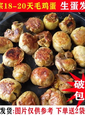 毛蛋鸡胚蛋新鲜18--21天全鸡毛鸡蛋生的凤凰蛋非半鸡半蛋40枚包邮