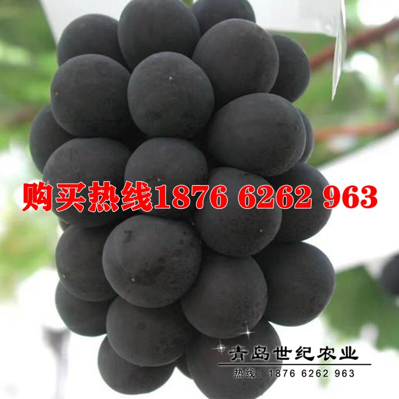 青岛大泽山基地发货日本新品种黑极光葡萄苗3309根系5bb夏黑砧木