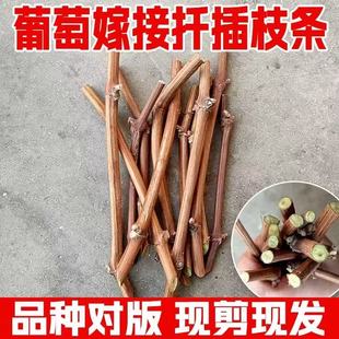 果树苗美国甜蜜蓝宝石葡萄嫁接枝条巨峰阳光玫瑰葡萄树苗扦插枝条