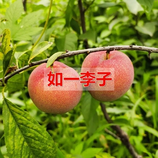 新品种抗寒北方种植如一李子树苗高糖品种嫁接李子品种当年结果苗