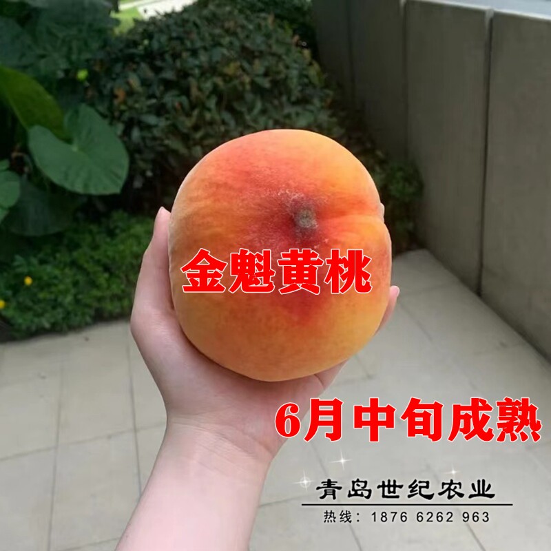 特早熟黄桃苗中桃金魁桃树苗六月成熟南方北方种植地栽盆栽果树苗