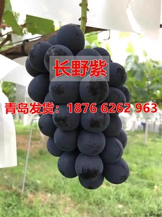 稀有黑提甜葡萄树苗嫁接5bb砧木贝达夏黑3309新品种长野紫葡萄苗