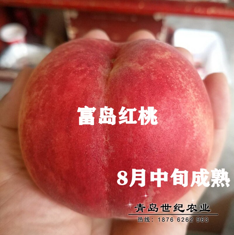 嫁接特大晚熟毛桃树苗南北方种植老品种富岛红桃树苗地栽当年结果