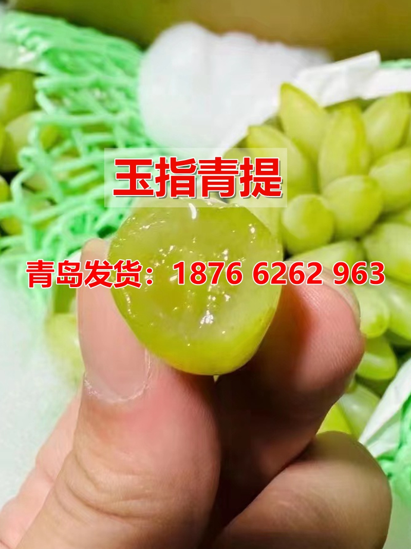爬藤植物当年结果嫁接盆栽葡萄苗