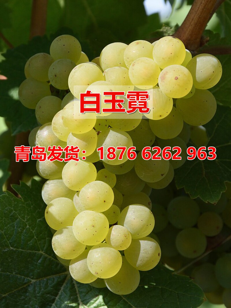酿酒白葡萄树苗白玉霓酿酒葡萄苗盆栽地栽南北方种植当年结果树苗
