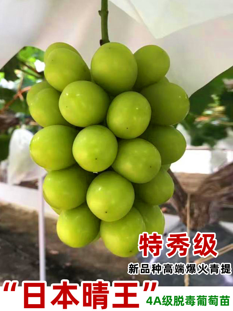 日本香印翠玉 晴王青提葡萄苗