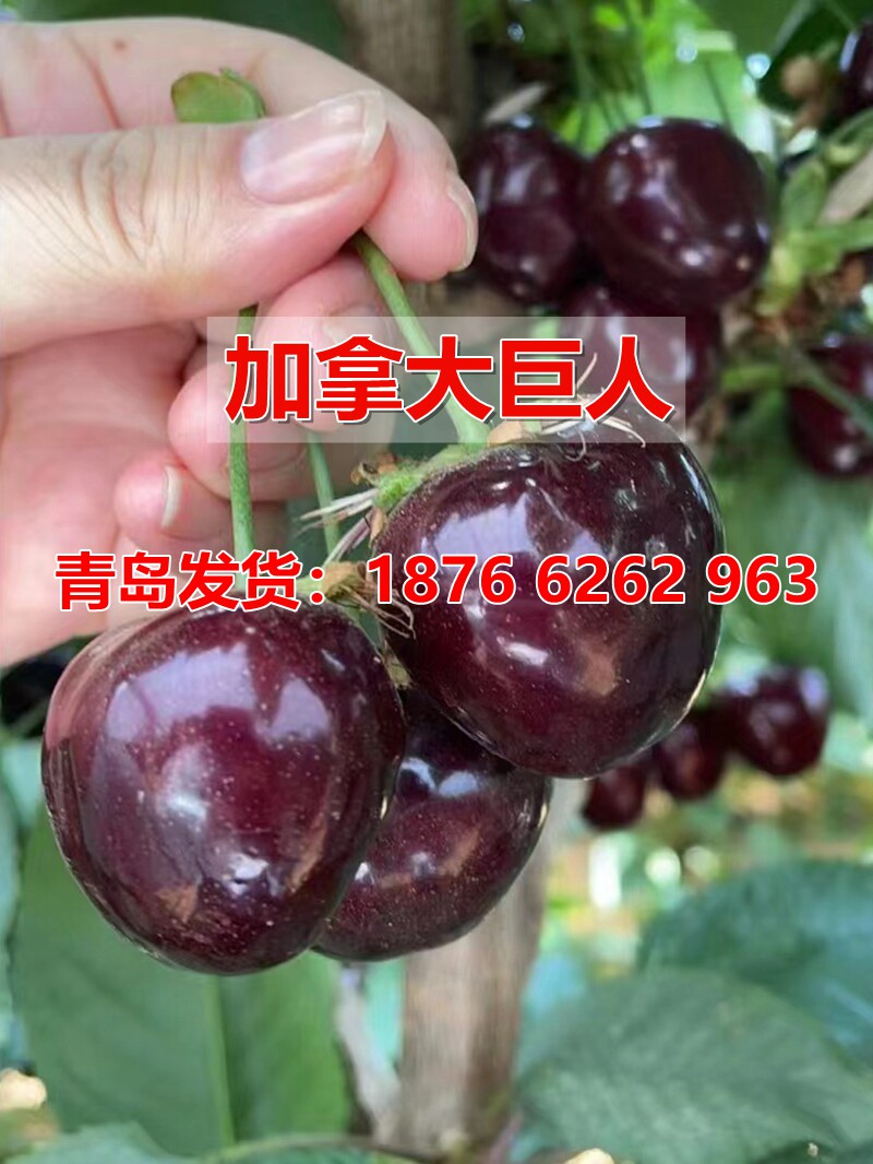 特大果樱桃树苗加拿大巨人大樱桃车厘子苗抗冻耐寒盆栽地栽果树苗