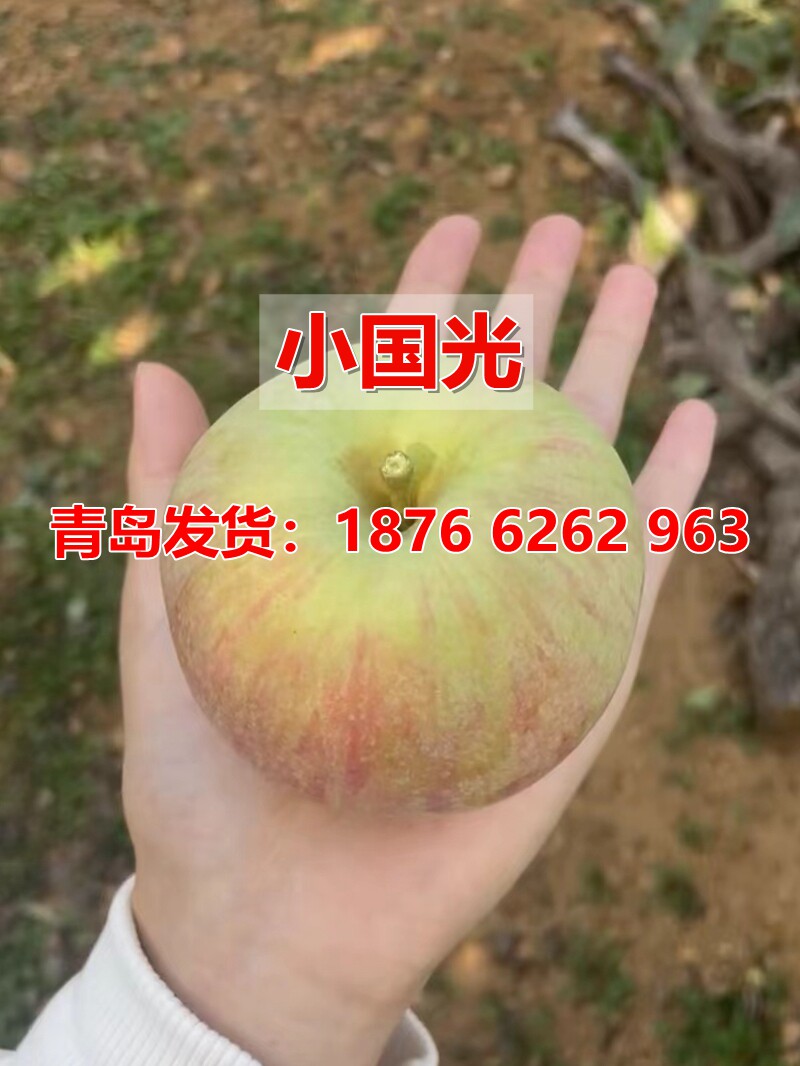 老品种国光苹果树苗嫁接耐寒脆甜小国光苹果苗庭院盆栽地栽果树苗