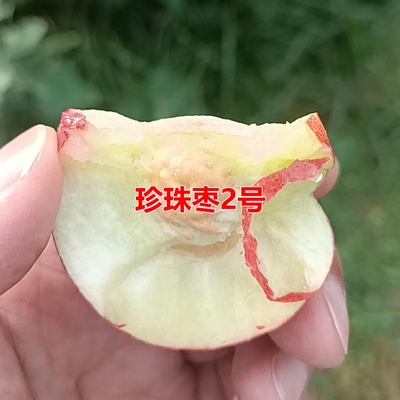 新品种珍珠枣油桃树苗系列嫁接苗