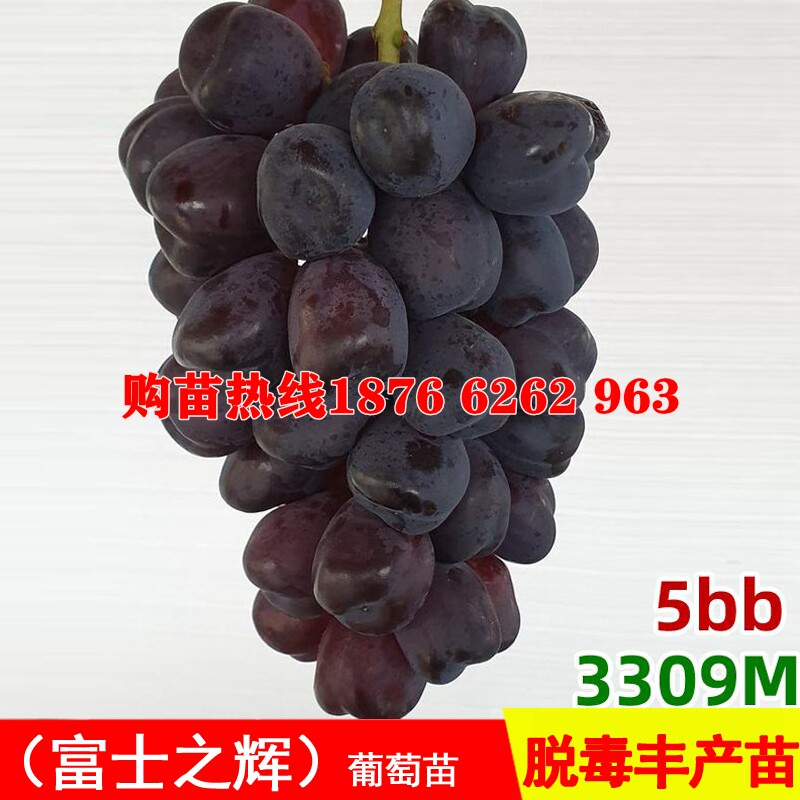 嫁接5bb贝达新品种富士之辉葡萄苗3309砧木黑色阳光玫瑰葡萄树苗