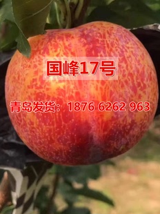 国峰十七号李子树苗嫁接晚熟脆甜17号李树果苗南北方庭院盆栽地栽