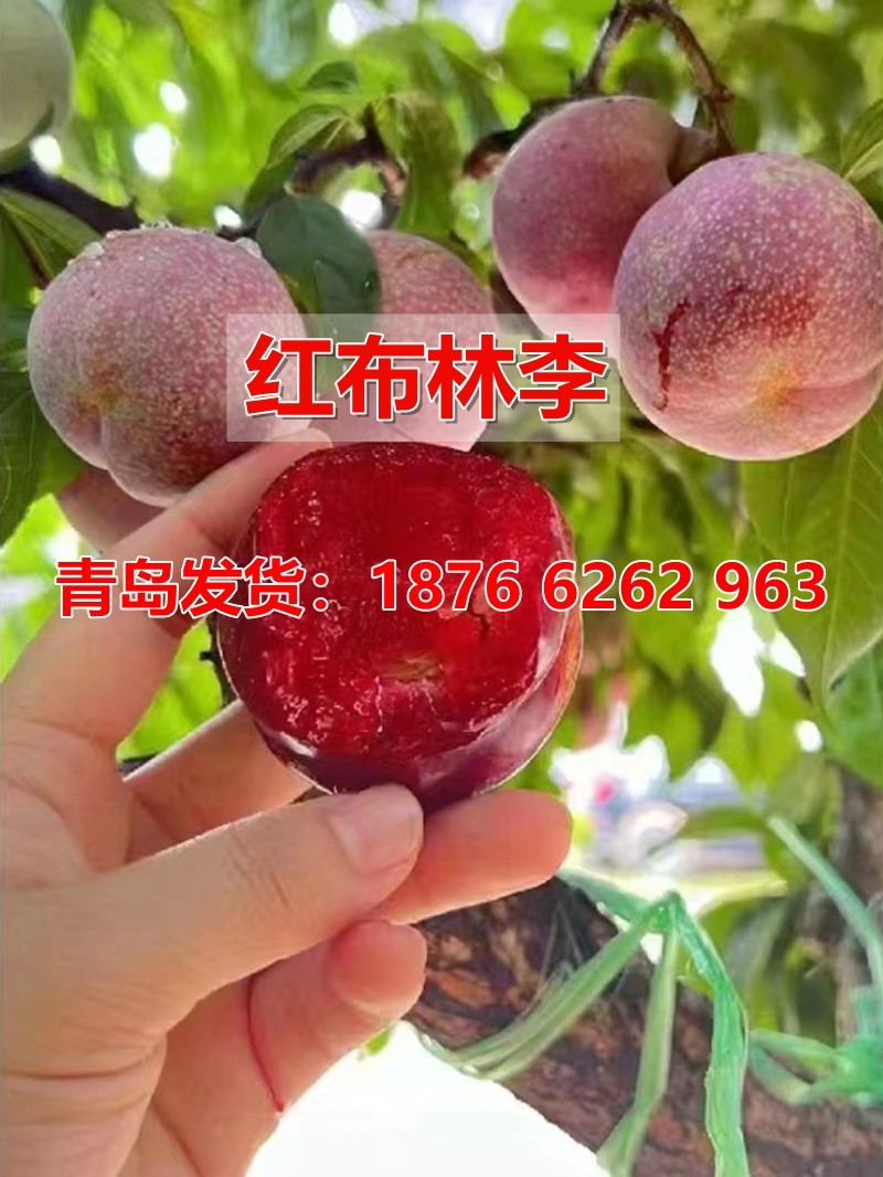 嫁接红布林李子树苗伏里红蛇李子苗盆栽地栽南北方当年结果果树苗