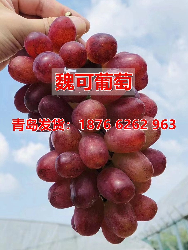嫁接魏可葡萄树苗无核温克葡萄苗晚熟抗寒庭院种植当年结果果树苗