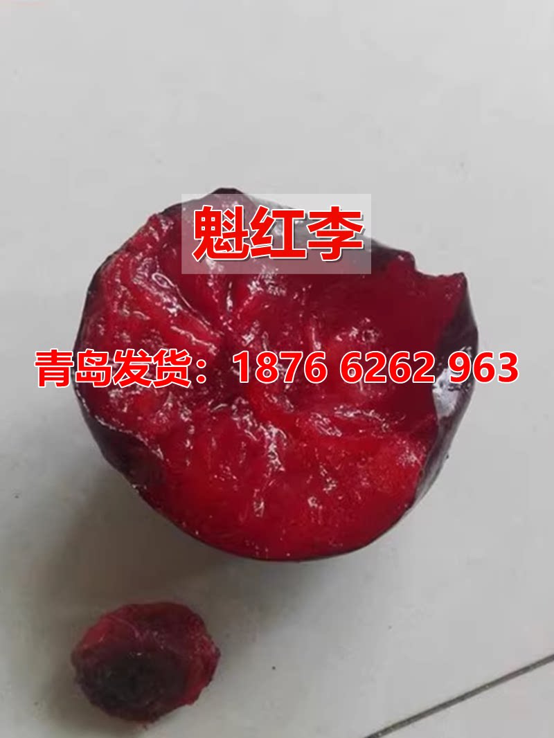 魁红李子树苗当年结果嫁接软甜李子苗特大果盆栽庭院地栽当年结果