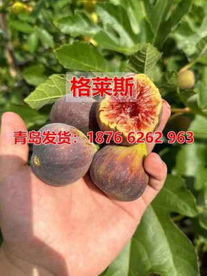 四季种植当年结果果树无花果盆栽