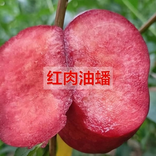 新品种纯甜红肉油蟠桃树苗2N2–10油蟠桃苗脆甜桃子苗南北方种植