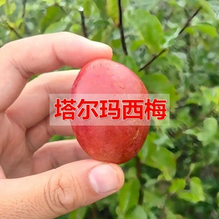 新品种特大红西梅树树苗早熟塔尔玛西梅苗庭院盆栽李子南北方种植