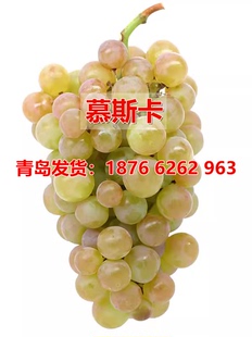 智利麝香慕斯卡美人香水葡萄树苗玫瑰香无籽水晶葡萄苗南北方种植