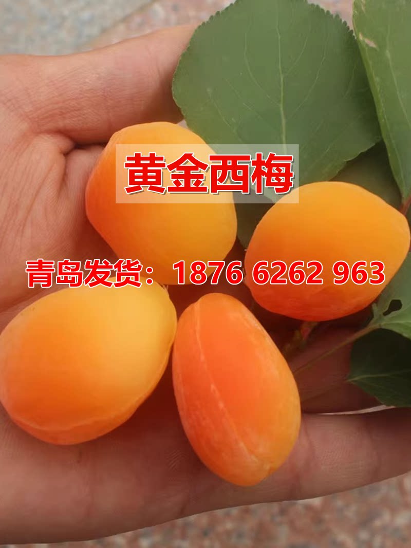 新品种嫁接美国黄金西梅树苗西梅苗李子特大耐寒易活当年结果树苗