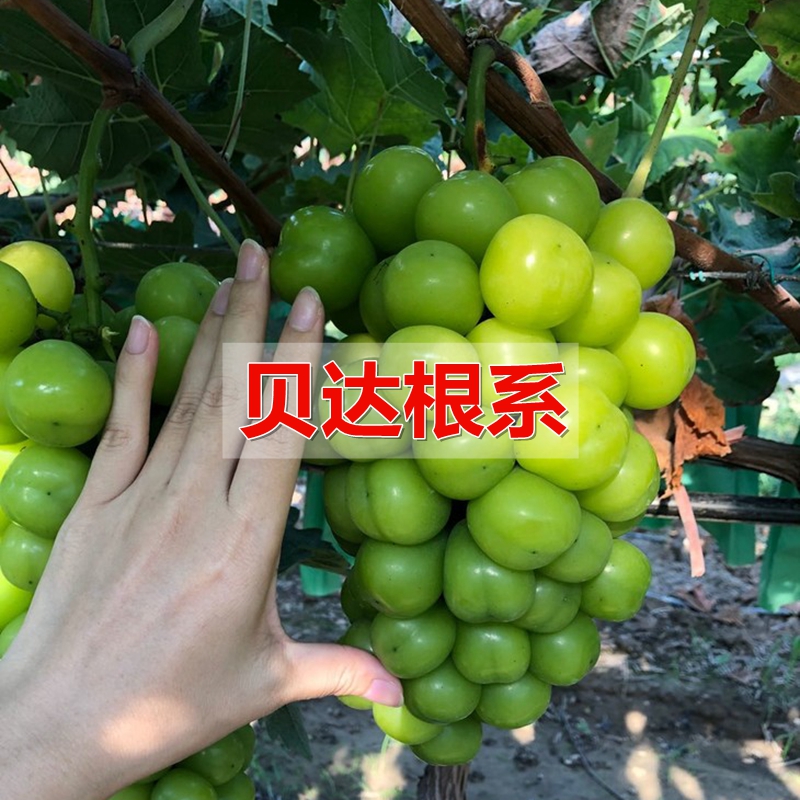 砧木南北方种植嫁接苗阳光玫瑰苗