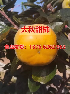 太秋甜柿苗日本甜脆柿子苗树大秋太秋甜柿树苗脆甜柿嫁接特大脆