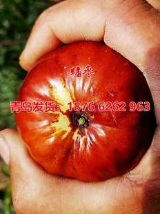 蟠枣树果苗矮化枣树甜蟠枣苗早脆王枣苗树活苗南北方种植果树果苗