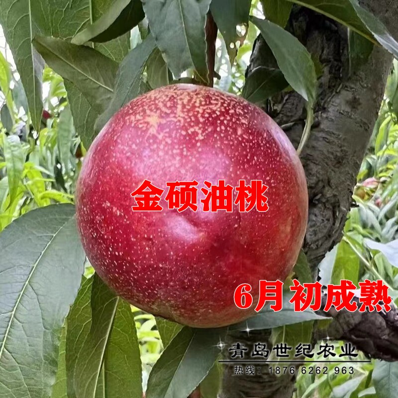 嫁接特大金硕油桃苗黄油桃子苗南方北方盆栽地栽种植当年结果树苗