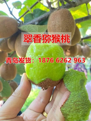青岛世纪当年结果爬藤猕猴桃树苗