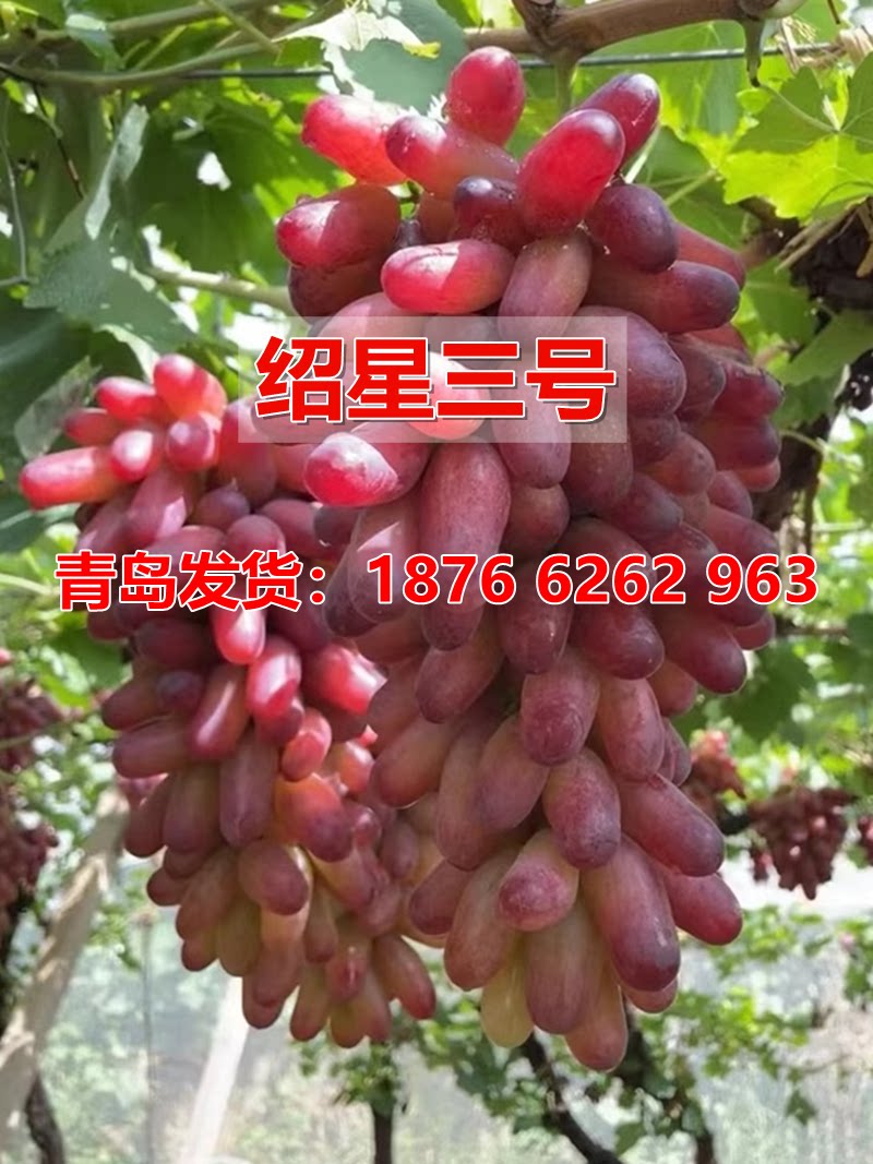 嫁接绍星三号葡萄树美人指3号玲珑指葡萄苗南北方地栽当年结果