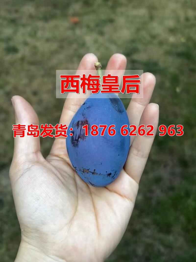 青岛发货新疆西梅皇后李子树苗嫁接李子苗耐寒南北种植当年结果苗