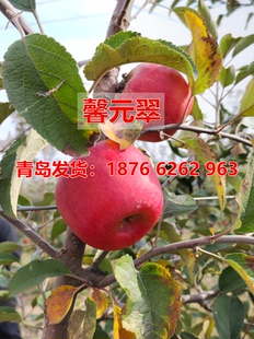 中熟苹果新品种—馨元萃嫁接苹果苗香甜脆 免套袋 易成花 耐储运