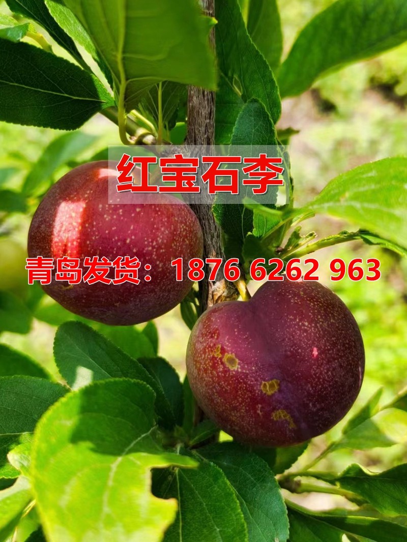 红宝石李子树苗特大嫁接盆栽果树南北方庭院地栽果苗脱骨甜脆早熟