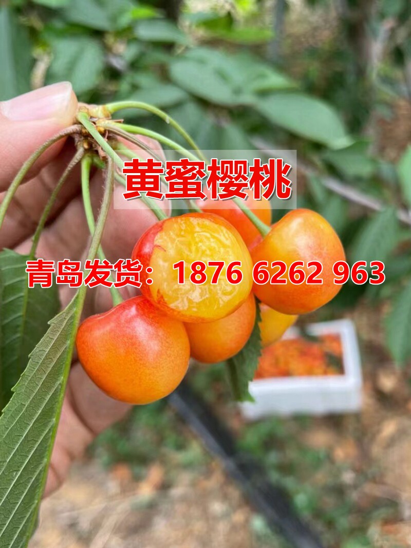青岛黄蜜大樱桃苗嫁接矮化北方南方种植车厘子树苗新品种当年结果