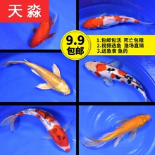 活体日本小型淡水冷水红白小锦鲤鱼1