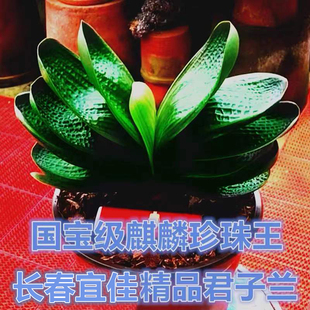 长春精品君子兰花卉麒麟珍珠王宽短叶麻脸小苗水晶盆栽虎头绿植苗