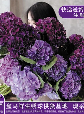 绣球鲜切花盒马鲜生供货商基地现采现发冷链运输送货上门