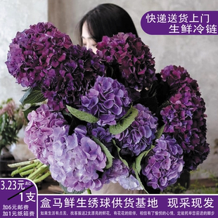 绣球鲜切花盒马鲜生供货商基地现采现发冷链运输送货上门