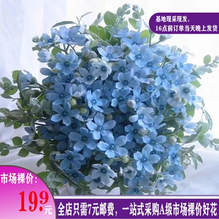 A级鲜花蓝星花昆明基地发货非玫瑰圣心百合洋牡丹芍药小菊鲜切花