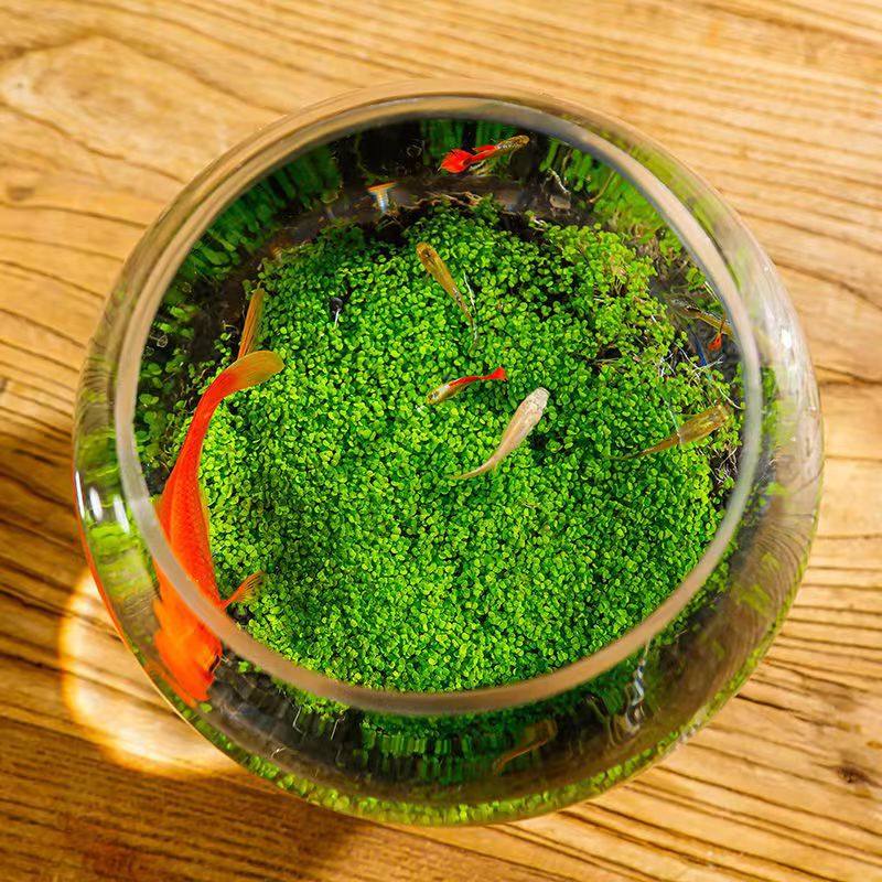 迷你对叶 鱼缸浅景草种子 造景美观水生植物现货