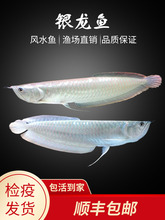 银龙鱼淡水鱼中型大型鱼龙鱼苗鱼缸1
