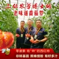 新鲜自然熟黄金籽西红柿农家老品种4.8-5斤非铁皮梁其安水果番茄 图片 1
