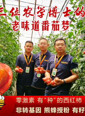 新鲜自然熟黄金籽西红柿农家老品种4.8-5斤非铁皮梁其安水果番茄