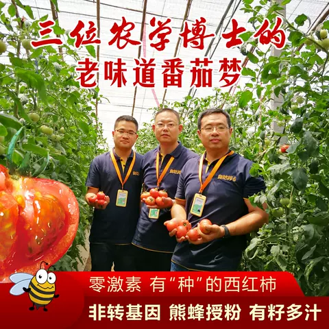 新鲜自然熟黄金籽西红柿农家老品种4.8-5斤非铁皮梁其安水果番茄 图片 1